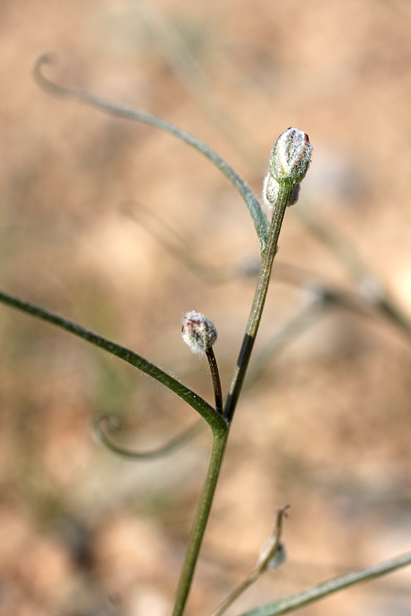 Image of Takhtajaniantha pusilla specimen.