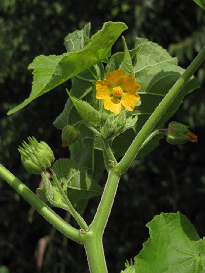 Image of Abutilon theophrasti specimen.