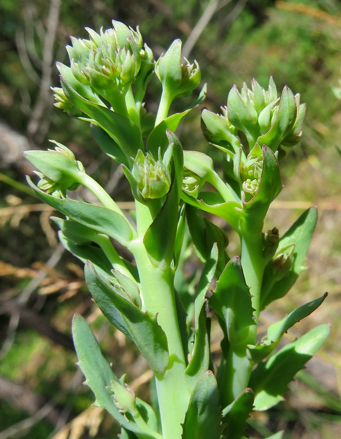 Image of Hylotelephium triphyllum specimen.