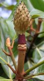 Magnolia grandiflora