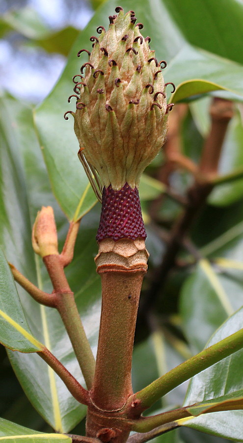 Image of Magnolia grandiflora specimen.