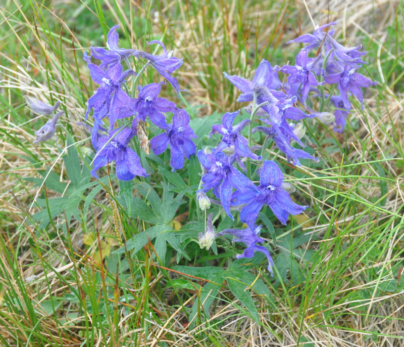 Изображение особи Delphinium brachycentrum.