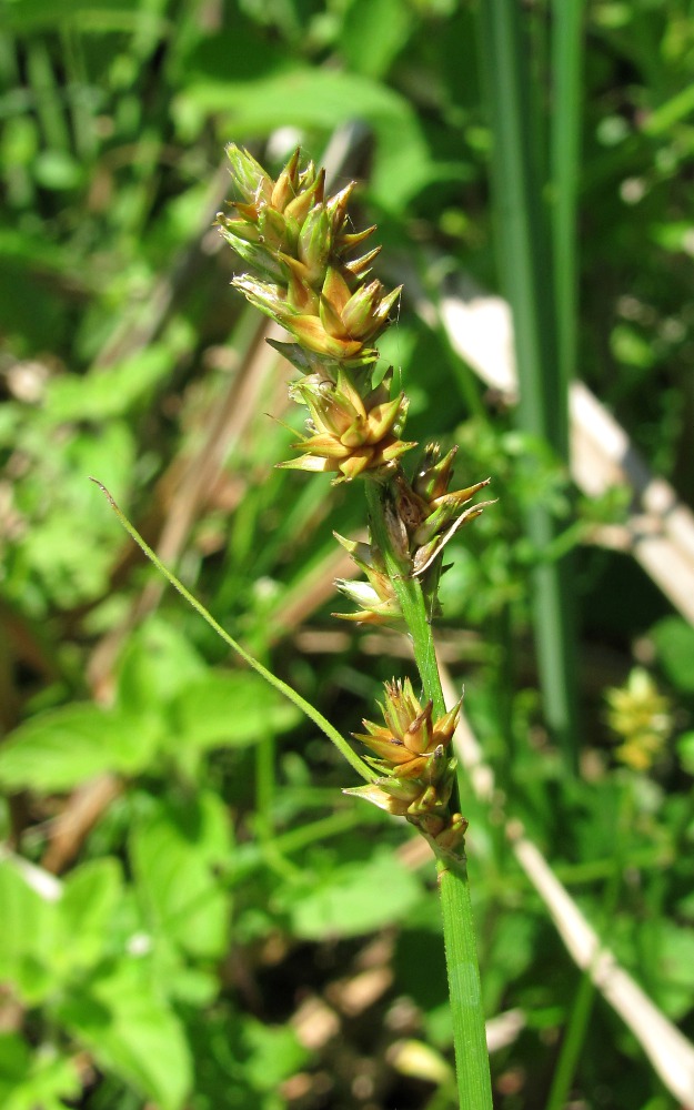 Image of Carex otrubae specimen.