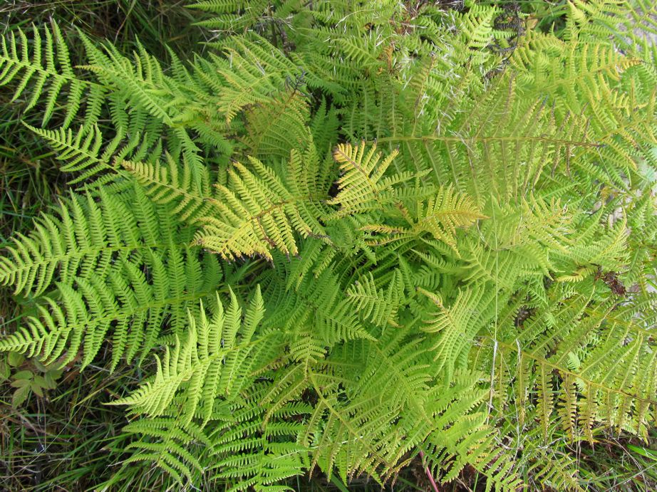 Image of Athyrium filix-femina specimen.