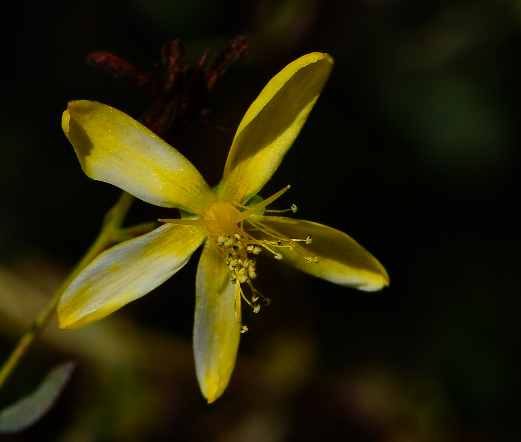 Image of Hypericum triquetrifolium specimen.