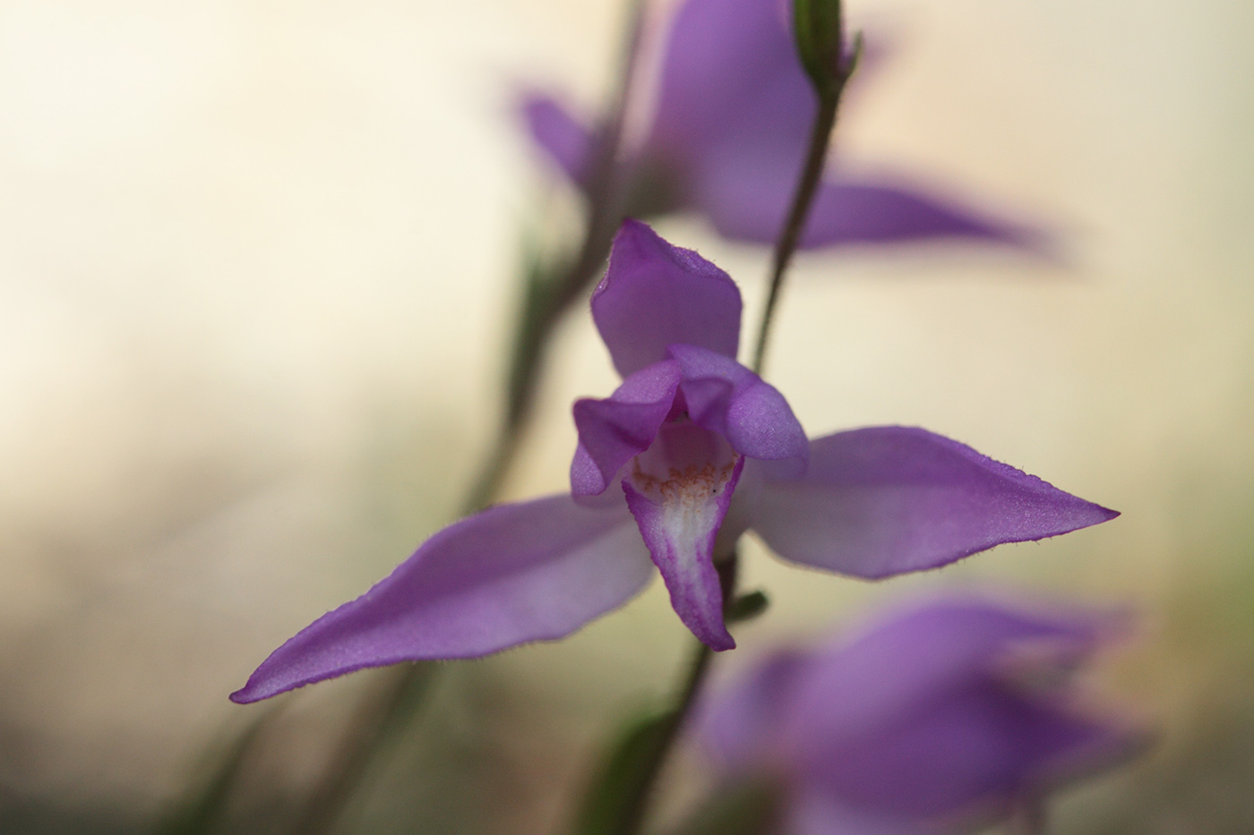 Image of Cephalanthera rubra specimen.