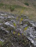 Orthanthella lutea