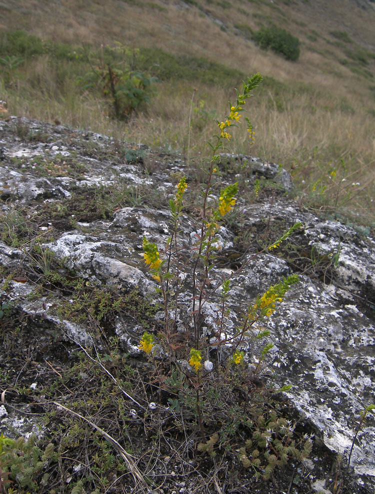 Image of Orthanthella lutea specimen.