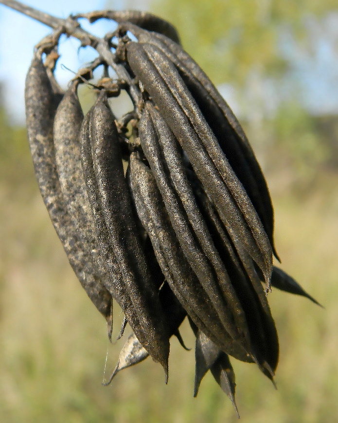 Image of Astragalus glycyphyllos specimen.