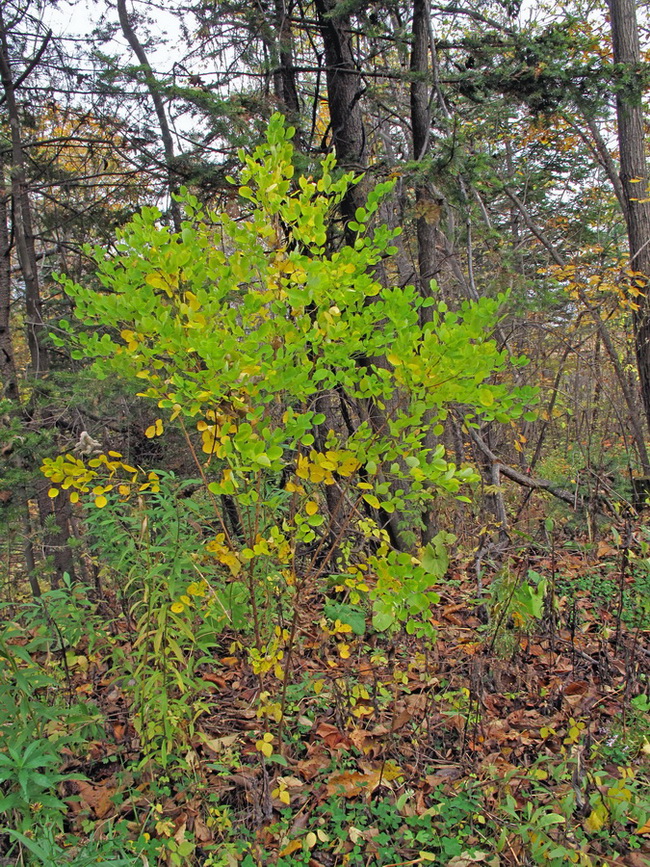 Image of Lespedeza bicolor specimen.