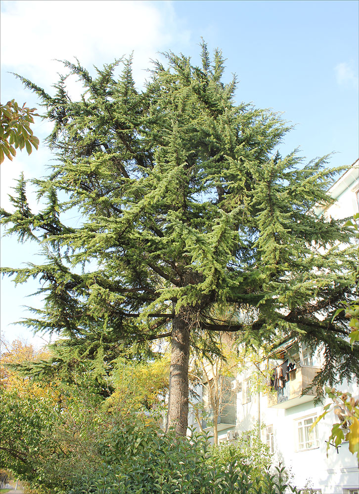 Image of Cedrus deodara specimen.