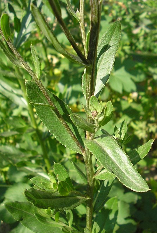 Изображение особи Cirsium setosum.