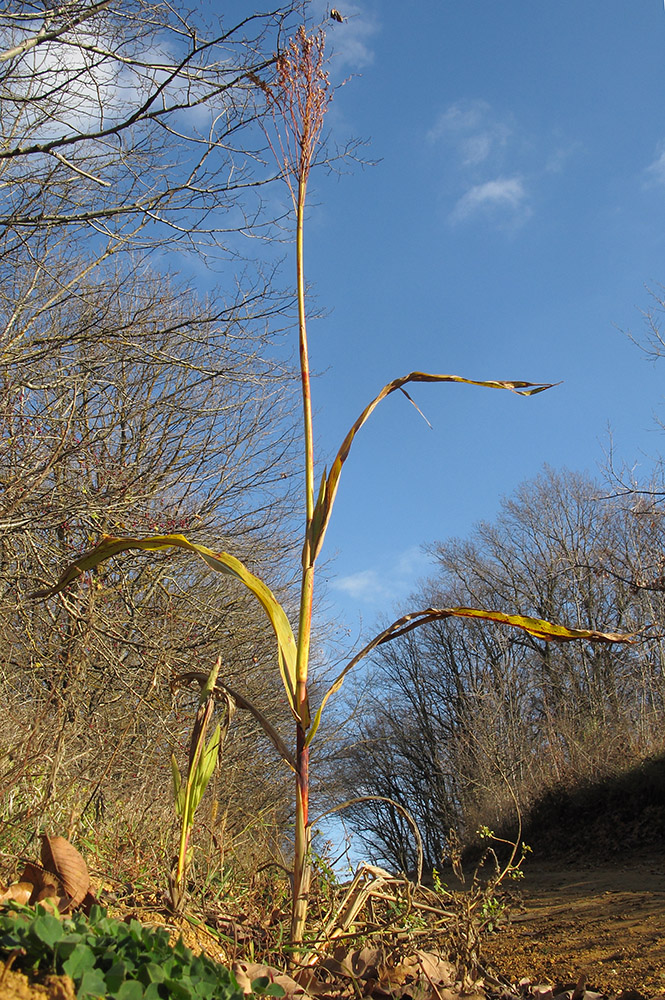 Изображение особи Sorghum saccharatum.