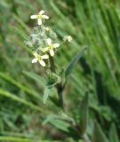 genus Camelina