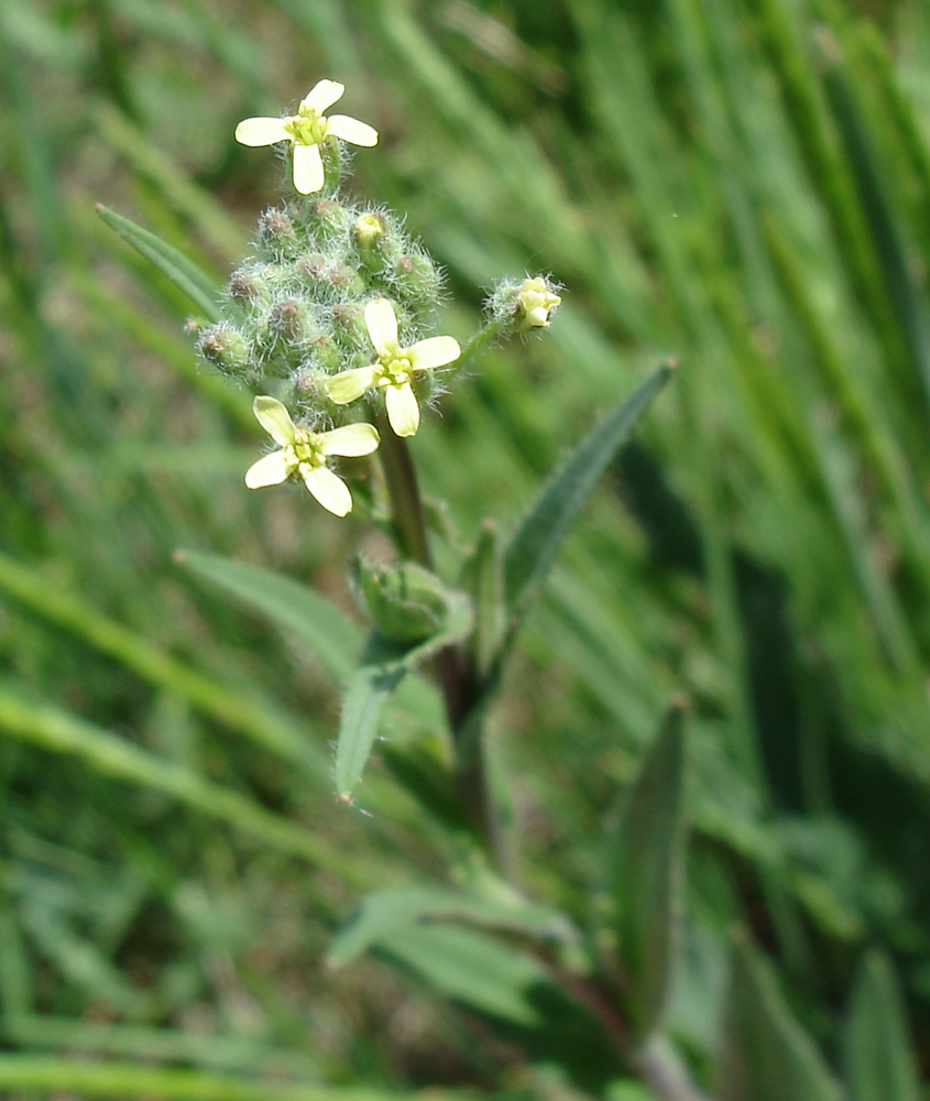 Image of genus Camelina specimen.