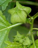 Nicandra physalodes