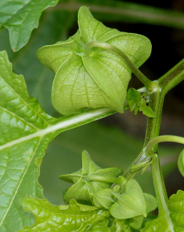 Image of Nicandra physalodes specimen.
