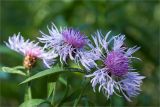 Centaurea jacea. Верхушка растения с соцветиями. Ленинградская обл., Ломоносовский р-н, Копорье, опушка смешанного леса. 18.08.2012.