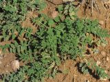 Hedysarum ferganense