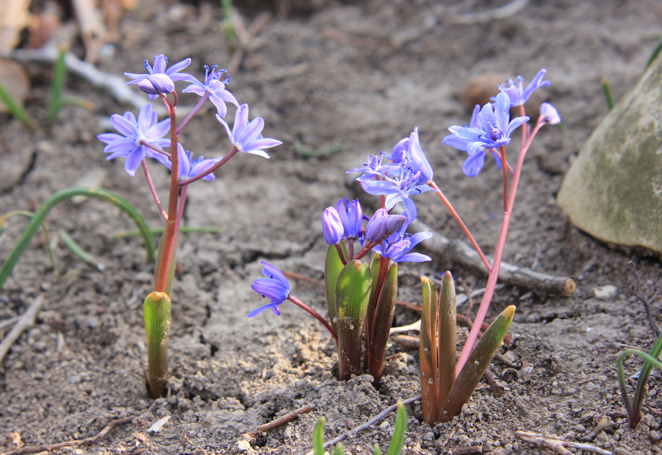 Image of Scilla bifolia specimen.