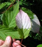 Actinidia kolomikta