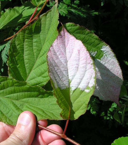 Изображение особи Actinidia kolomikta.