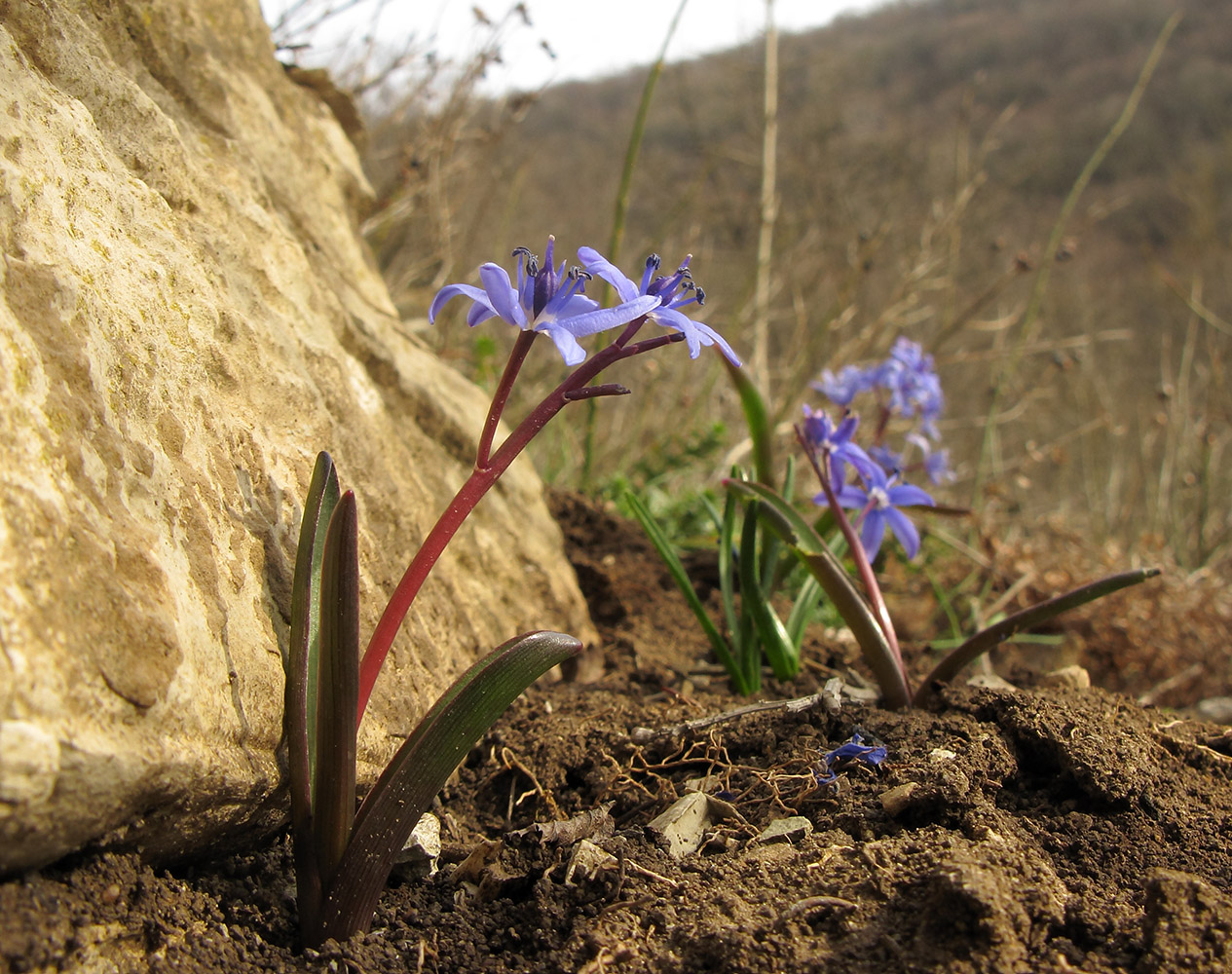 Изображение особи Scilla bifolia.