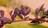 Vitex trifolia var. purpurea