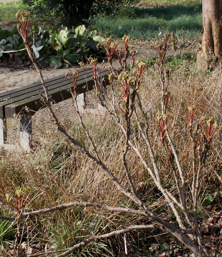Image of Paeonia suffruticosa specimen.