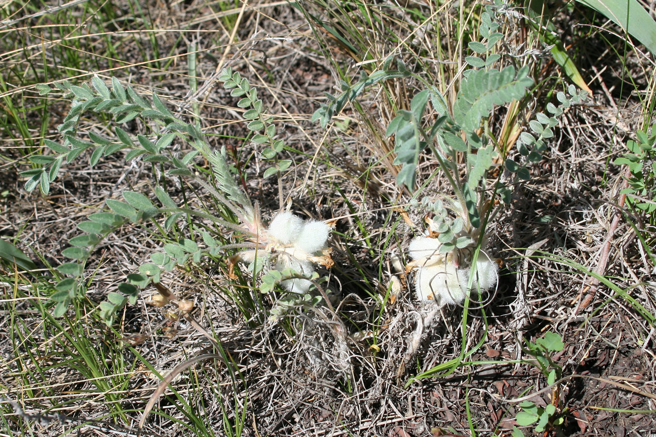 Изображение особи Astragalus testiculatus.