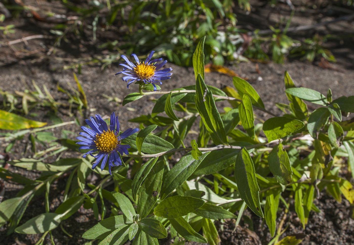 Image of genus Aster specimen.