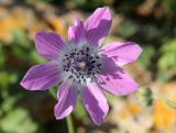 Anemone pavonina