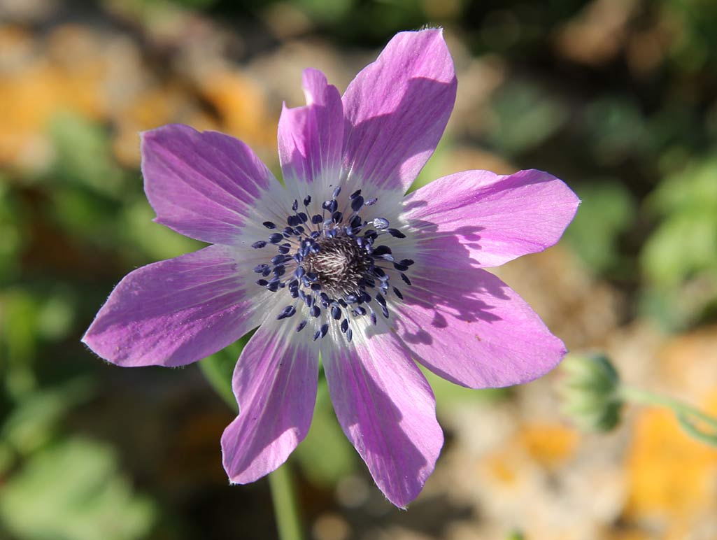 Изображение особи Anemone pavonina.