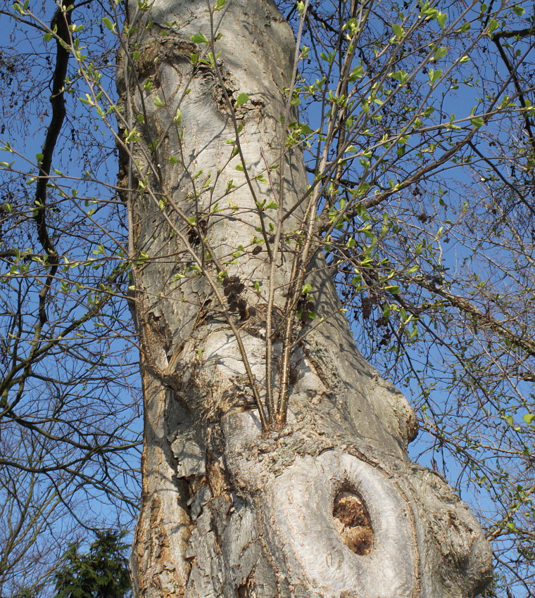 Изображение особи Alnus hirsuta.