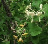 Lonicera caprifolium