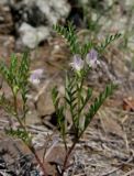 Vicia ervilia
