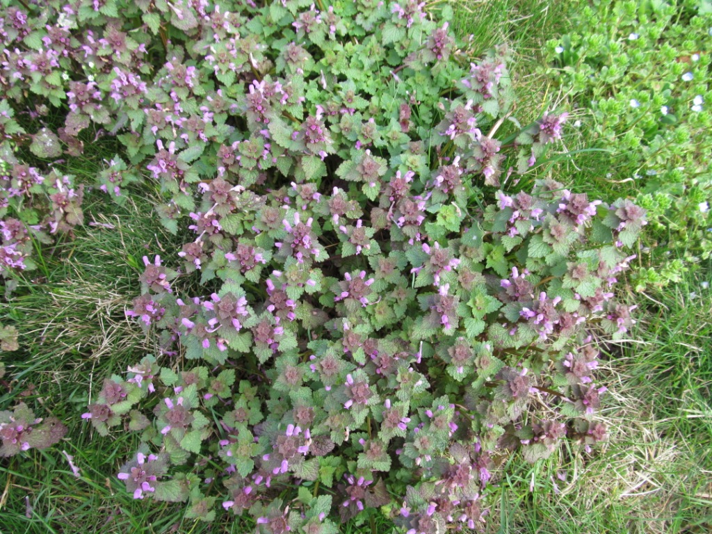 Image of Lamium purpureum specimen.