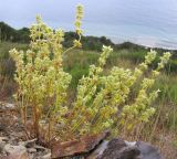 Stachys pubescens