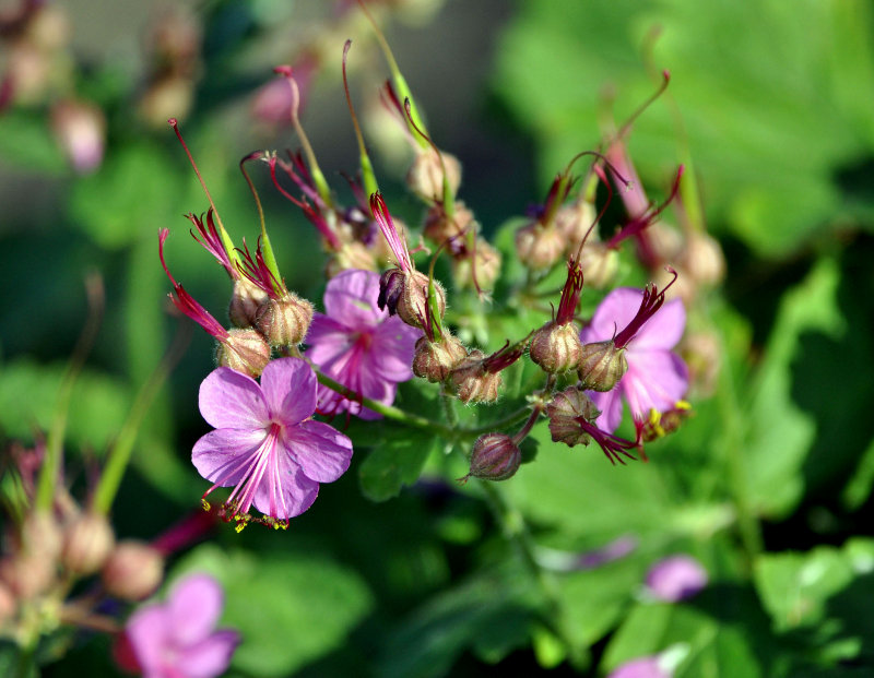 Изображение особи Geranium macrorrhizum.