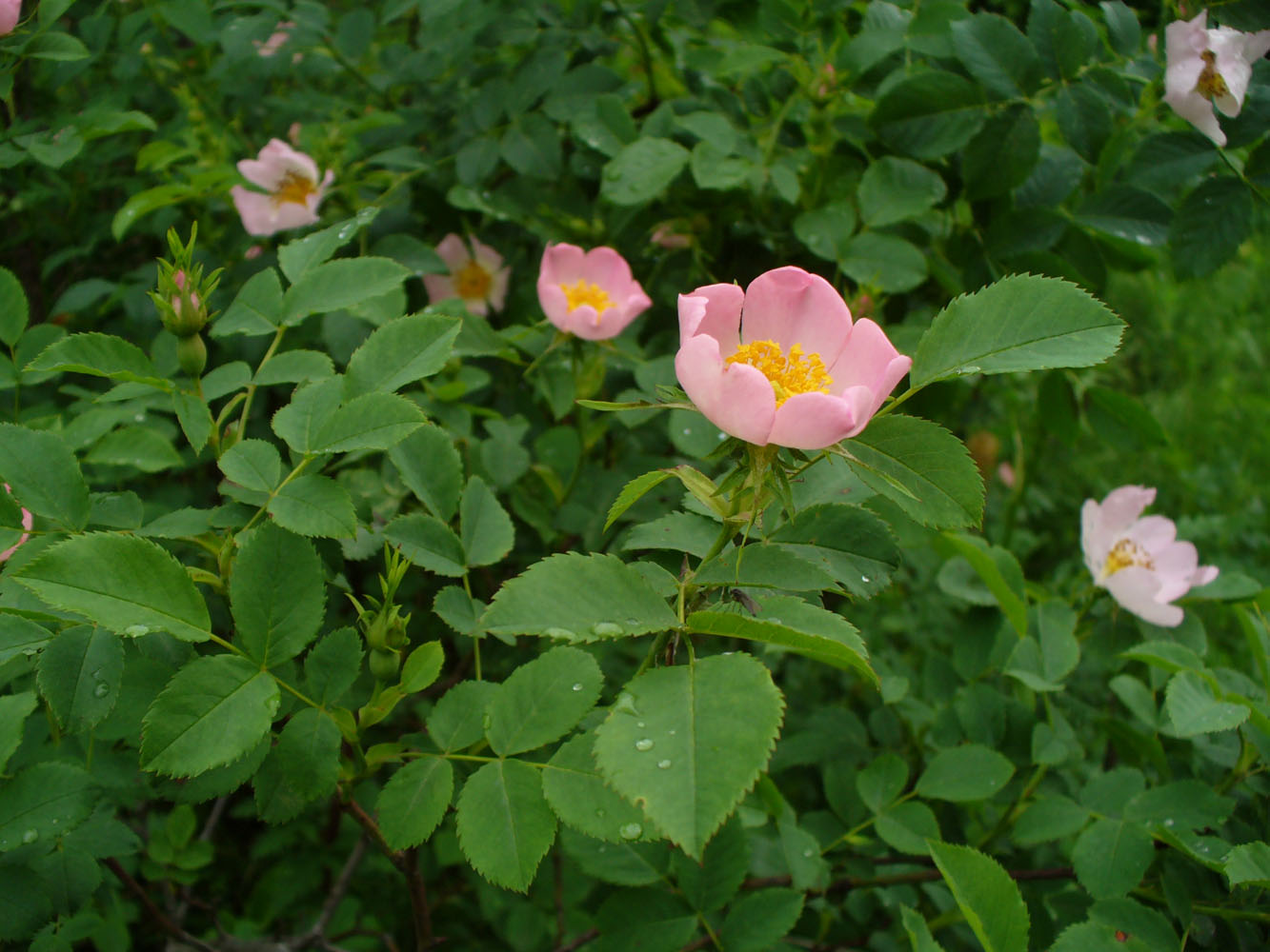 Image of genus Rosa specimen.