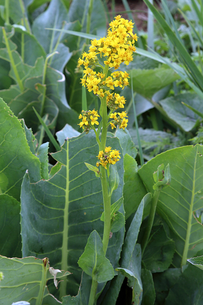 Изображение особи Ligularia heterophylla.