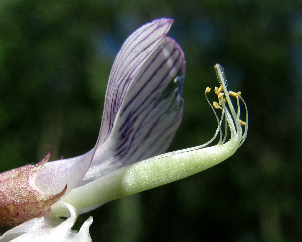 Изображение особи Vicia sylvatica.