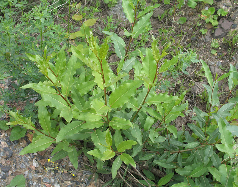 Image of Populus laurifolia specimen.