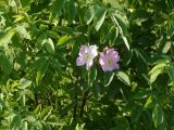 Rosa cinnamomea