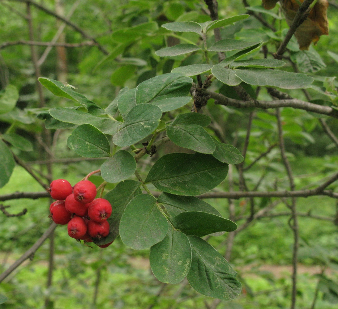 Image of × Sorbocotoneaster pozdnjakovii specimen.