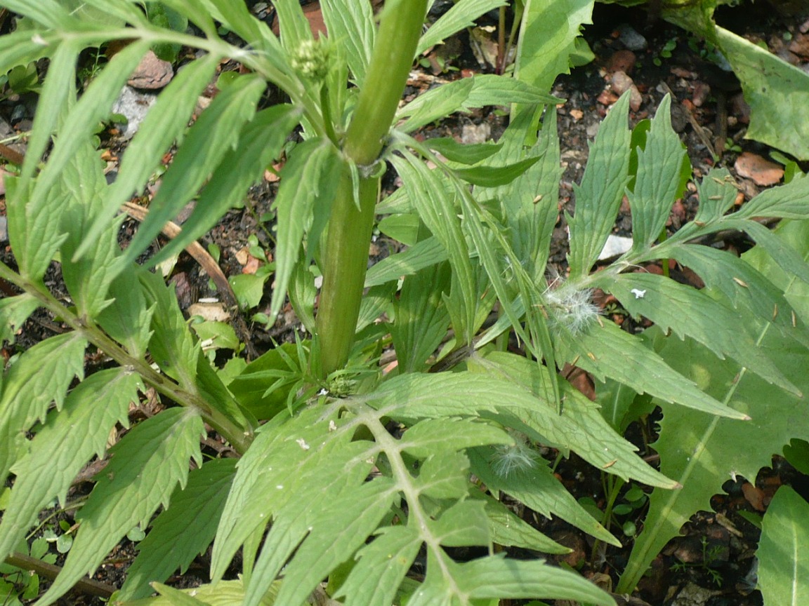 Изображение особи Valeriana officinalis.