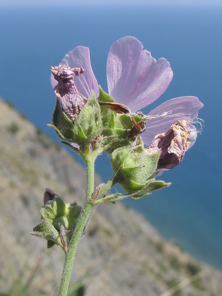 Изображение особи Althaea cannabina.