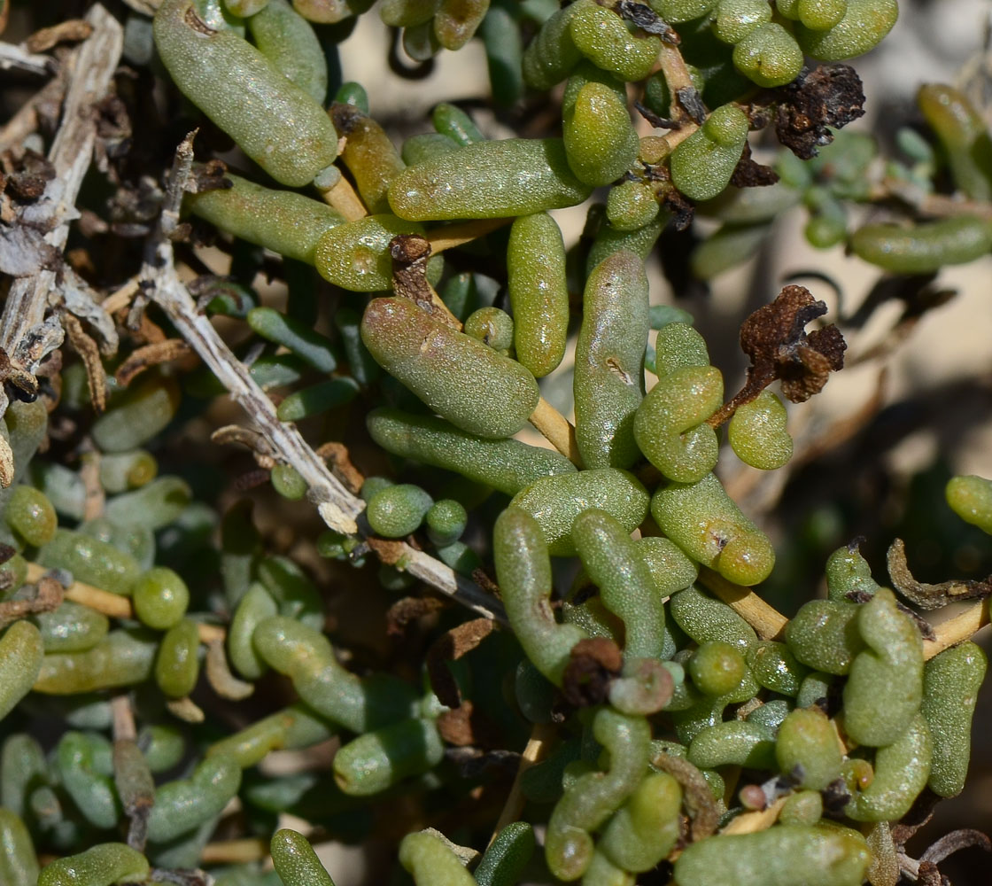 Image of Suaeda fruticosa specimen.