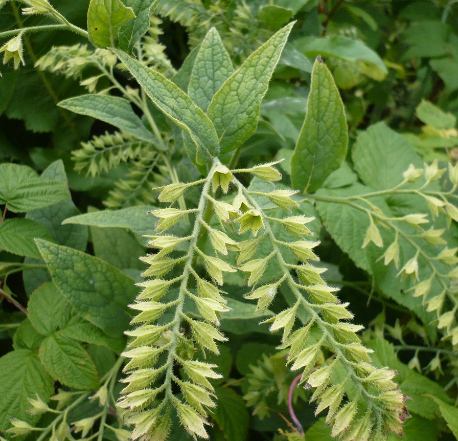 Image of Symphytum caucasicum specimen.