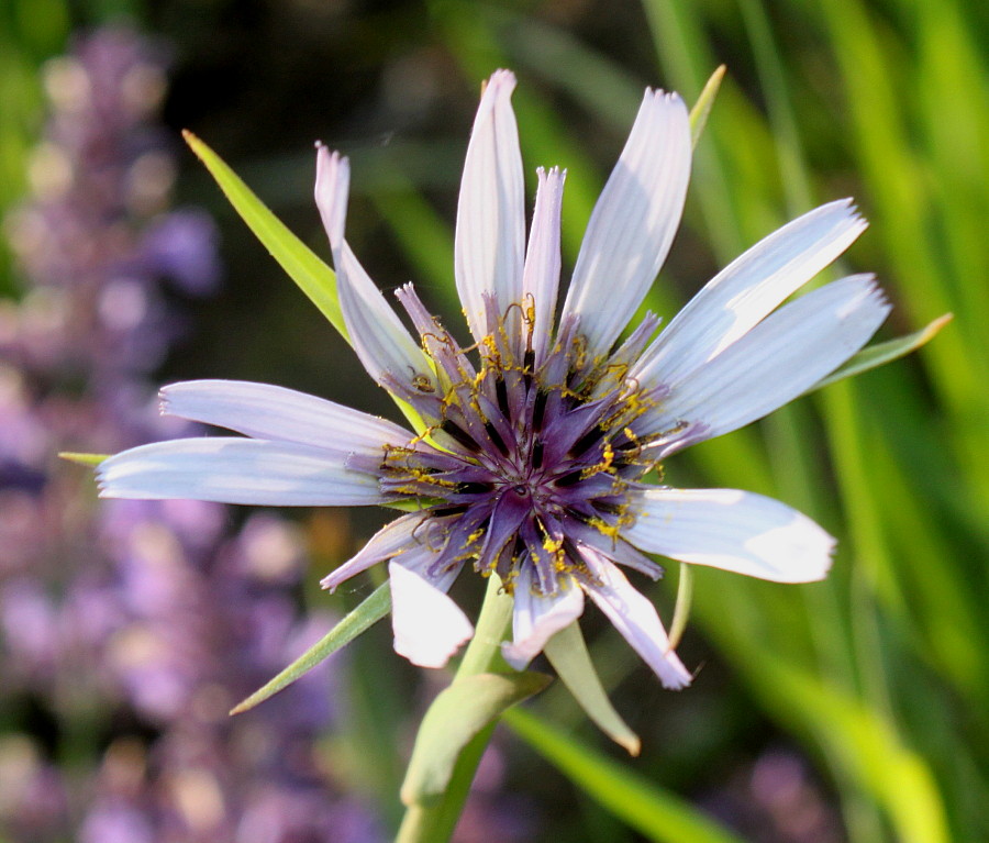 Изображение особи Tragopogon porrifolius.